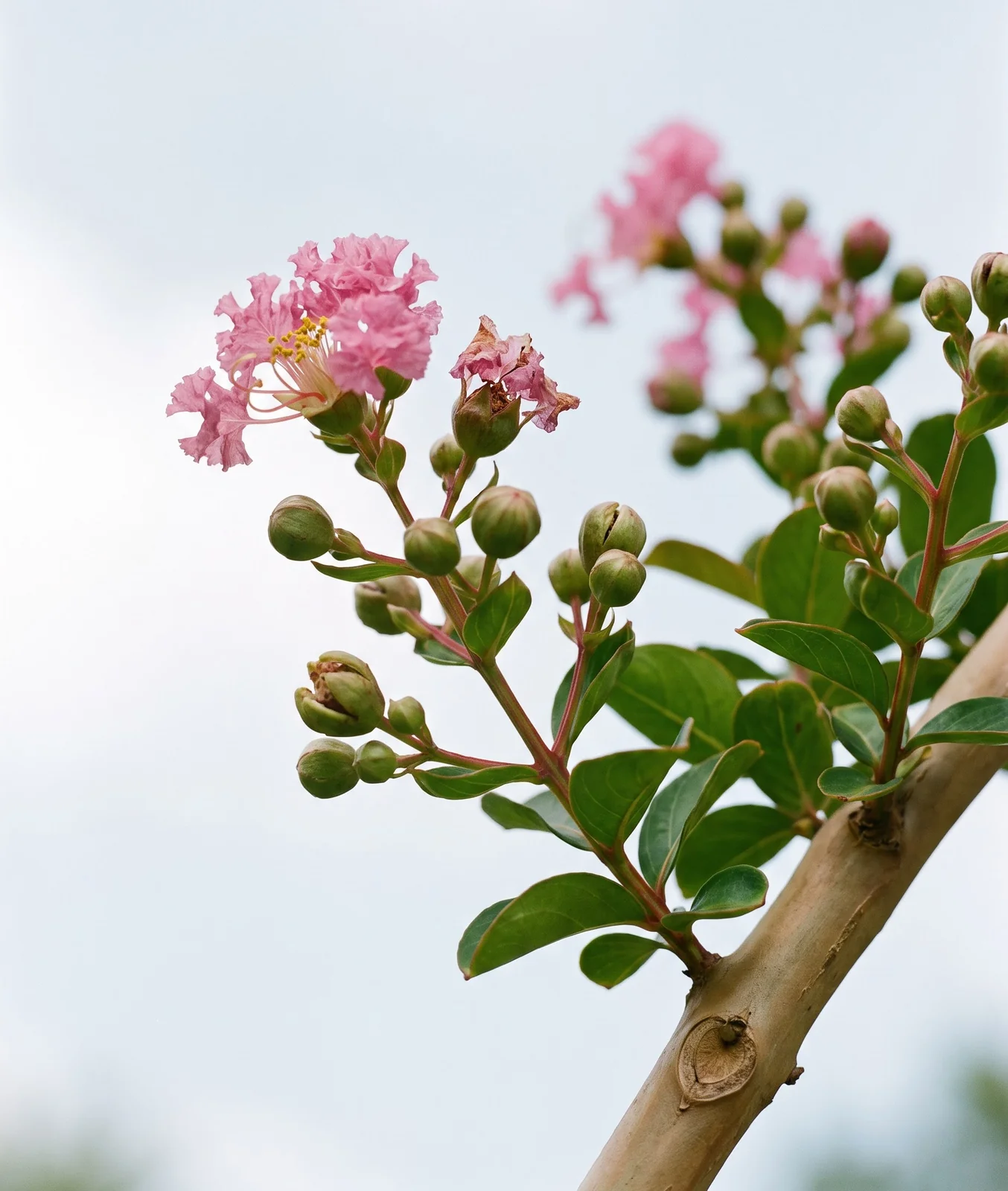 Crape myrtle branch tips with the first panicles opening pink and many round green buds still closed in early July