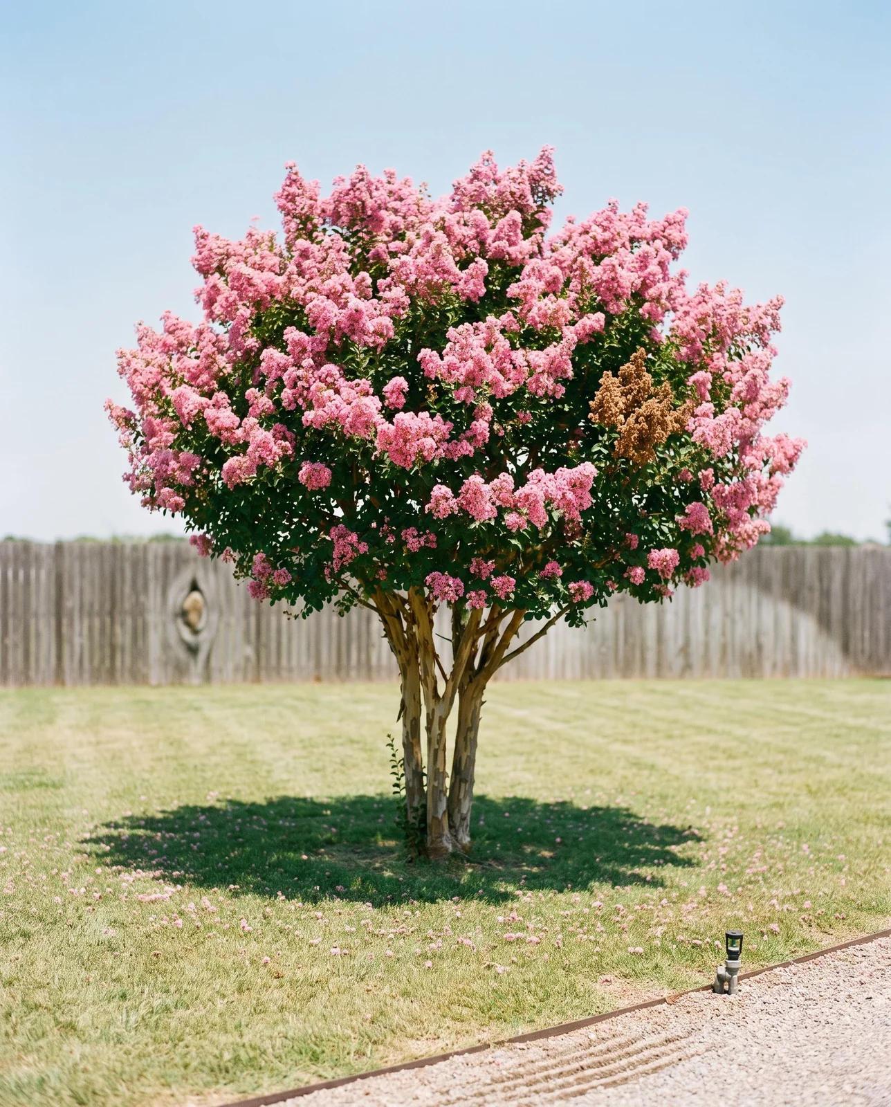 A crape myrtle in full bloom standing alone in an open sunny yard with a round shadow on the lawn