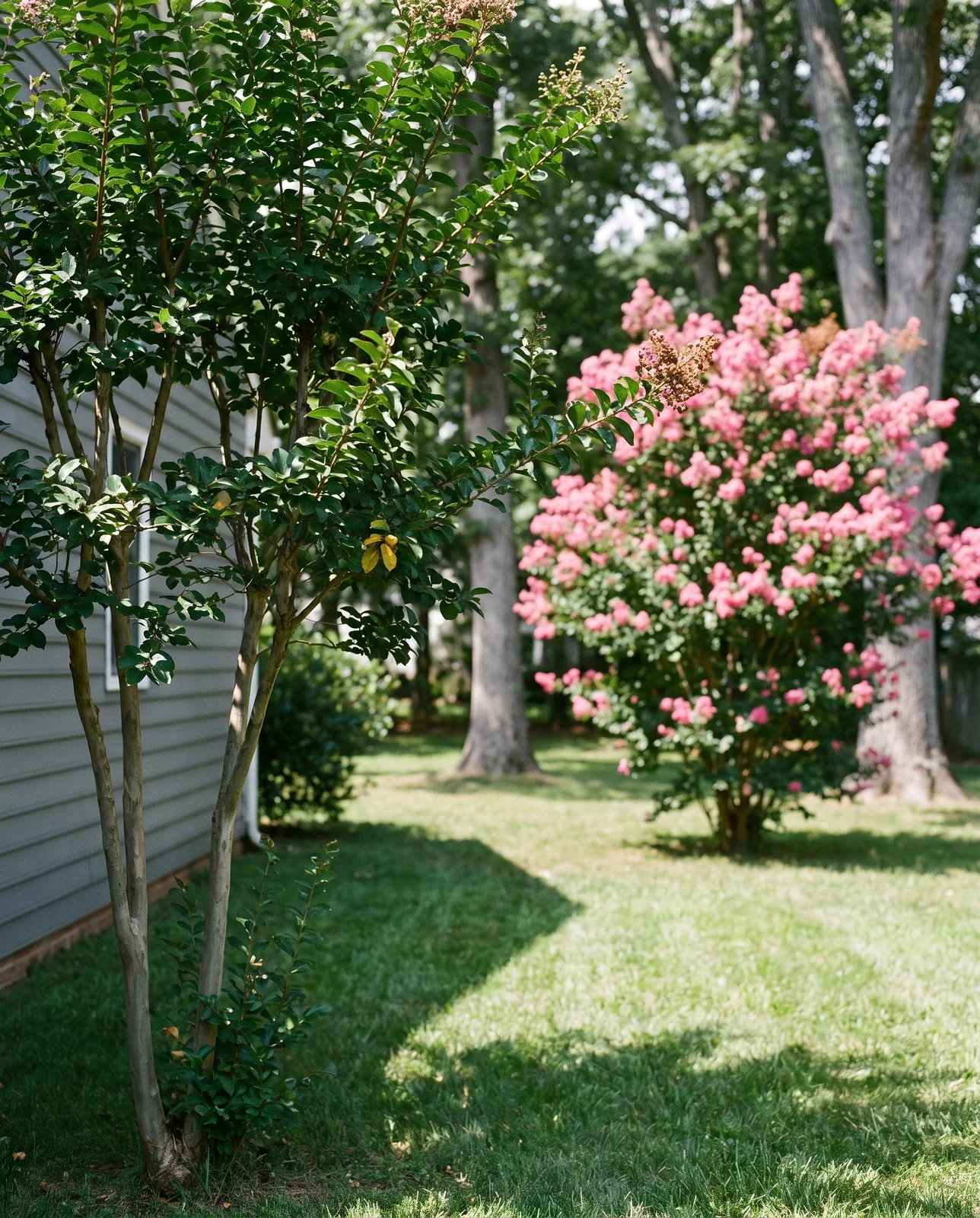 A leafy crape myrtle with no flowers growing in the shade of tall oaks beside a sunny one in full bloom
