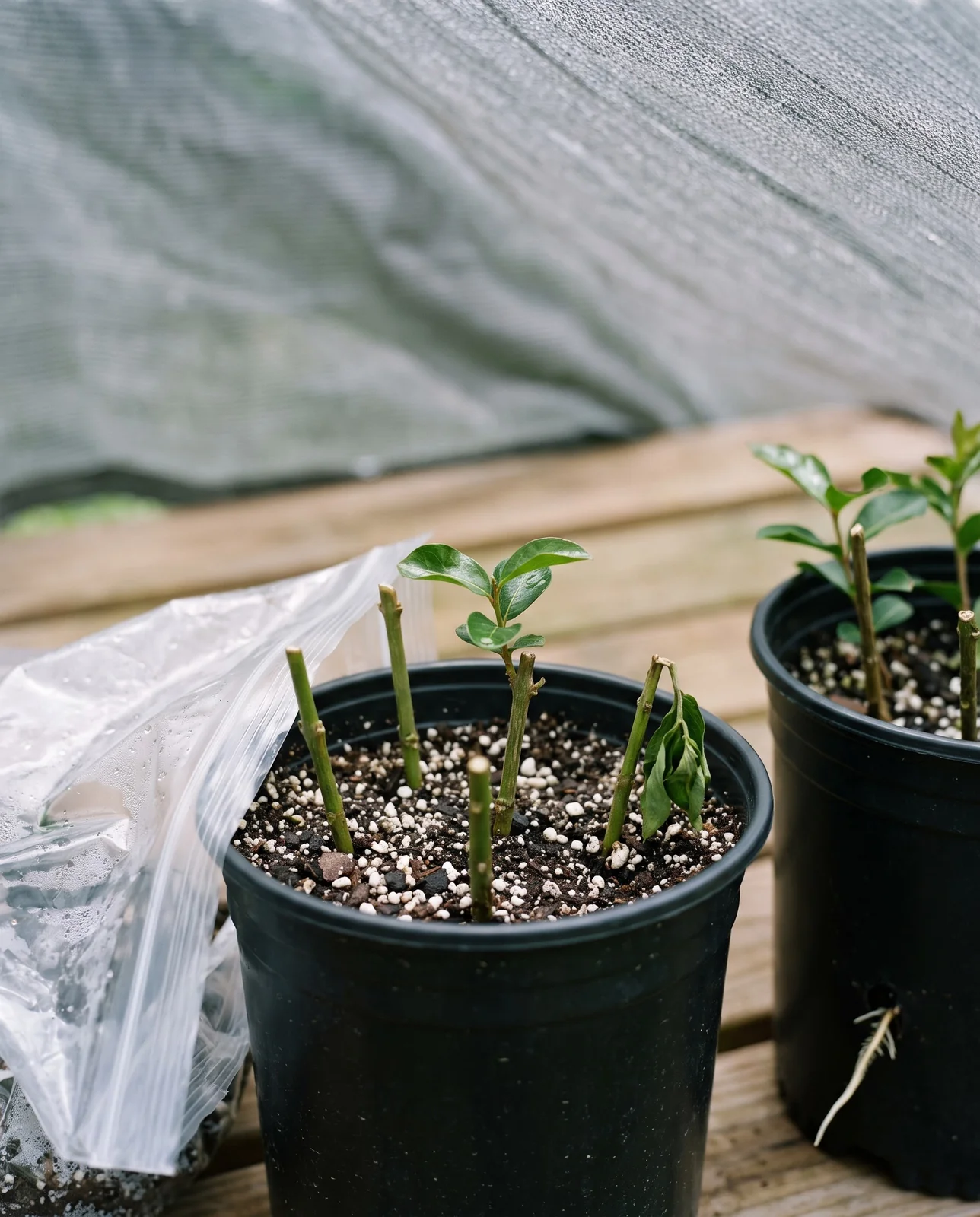 Crape myrtle softwood cuttings rooting in a pot of gritty mix on a shaded bench with new leaves at the tips
