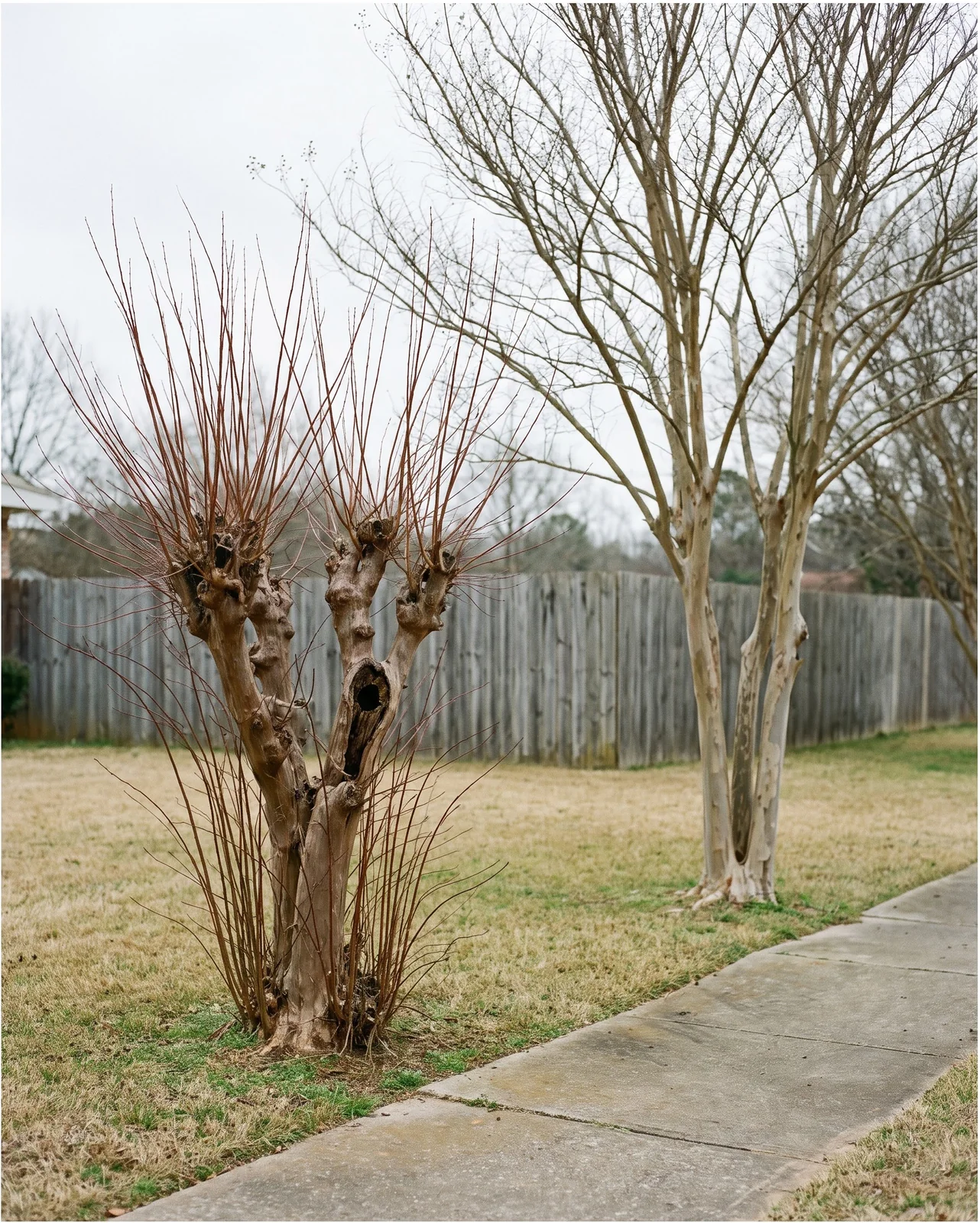 Two crape myrtles side by side in late winter, one topped to thick knuckled stubs and one thinned with clean trunks