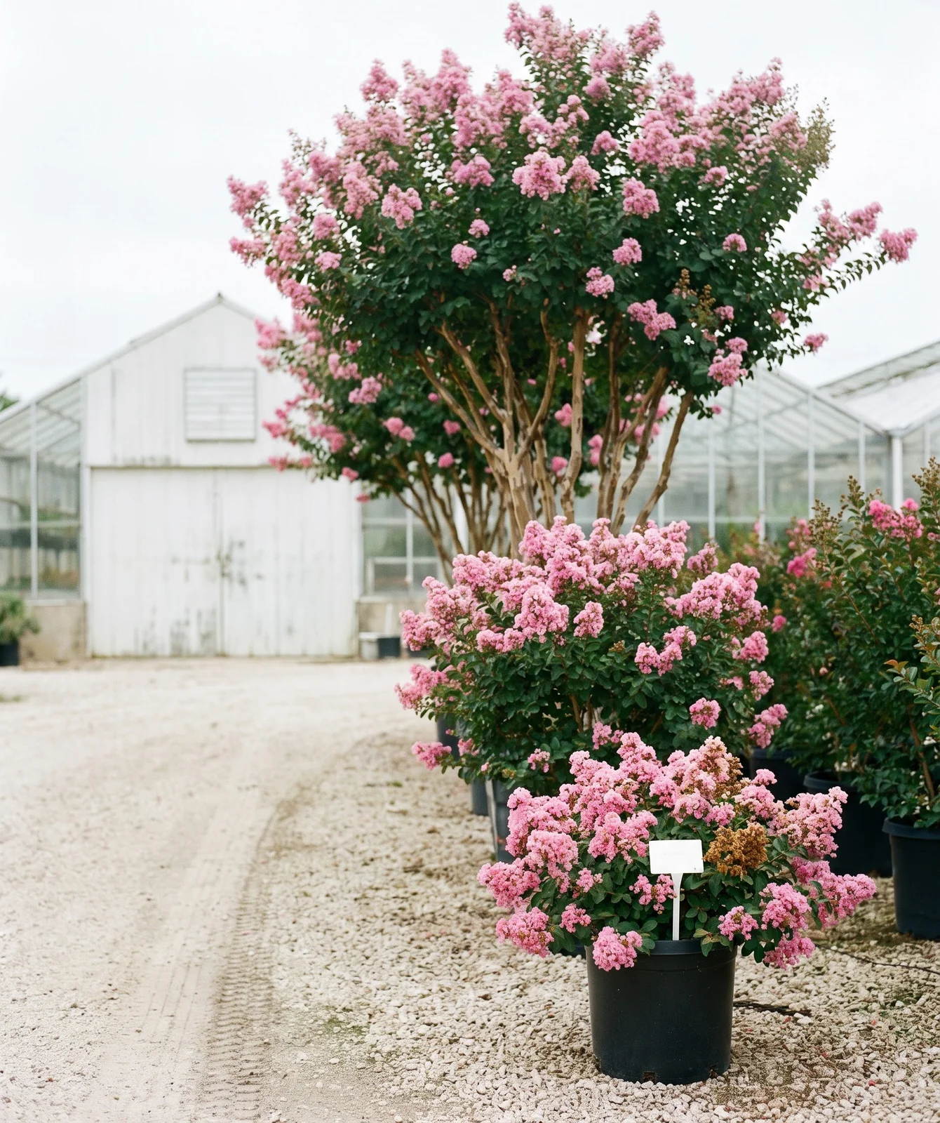 Three crape myrtles of different size classes in one nursery row: a dwarf mound, a semi-dwarf shrub and a tree form