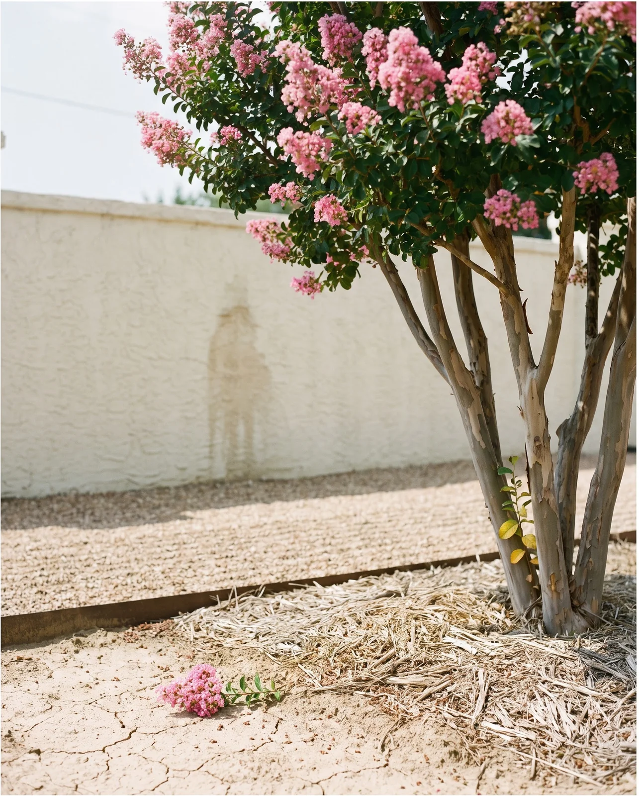 A crape myrtle in bloom in a dry mulched bed with cracked soil showing and no irrigation in a hot yard