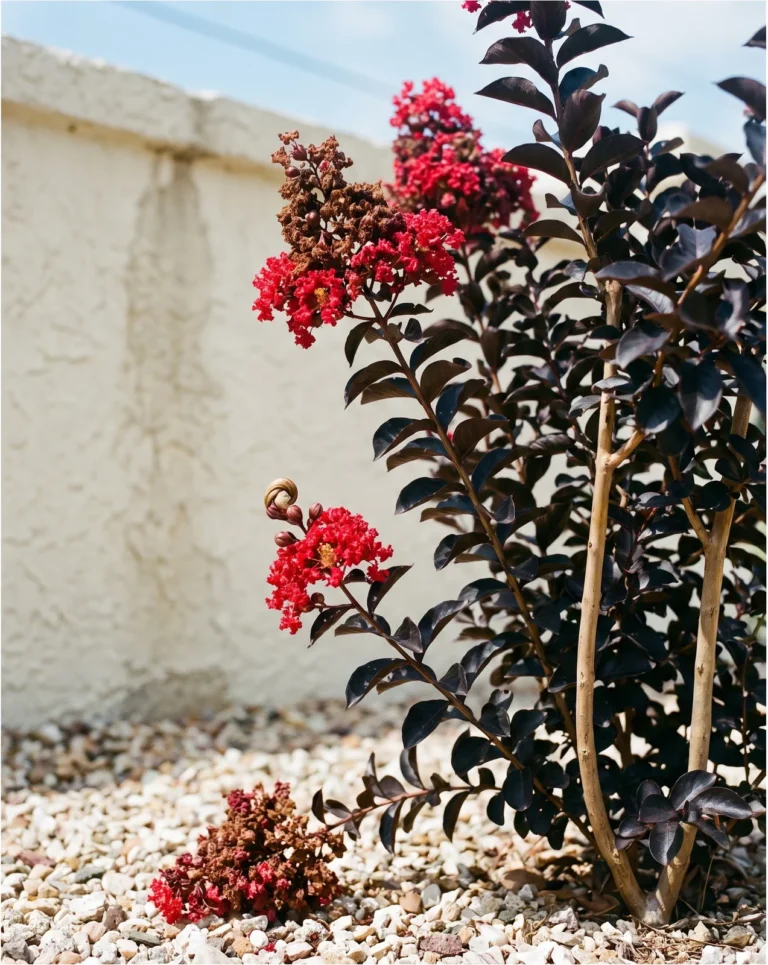 Black Diamond Red Hot crape myrtle with near-black leaves and bright red panicles on a compact shrub