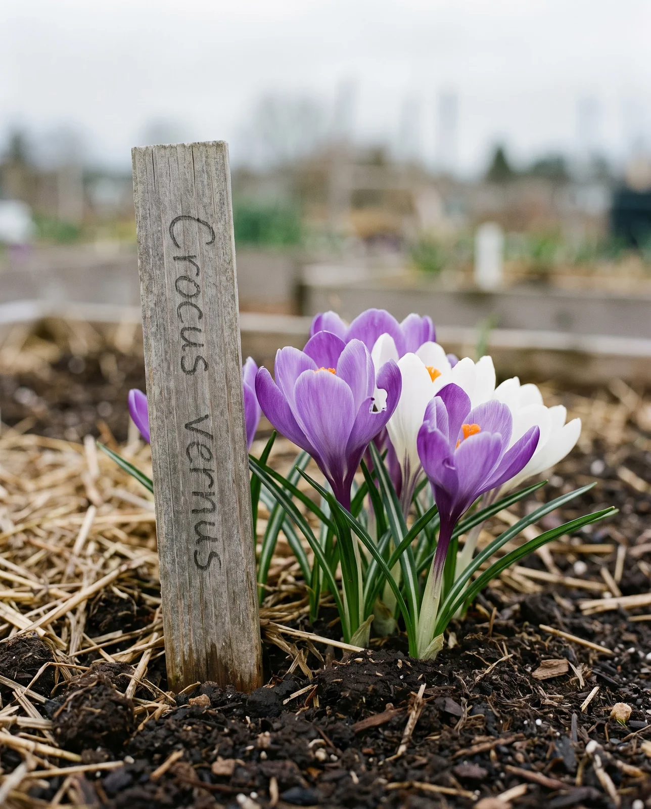 Weathered wooden plant marker in garden soil beside blooming crocus clump