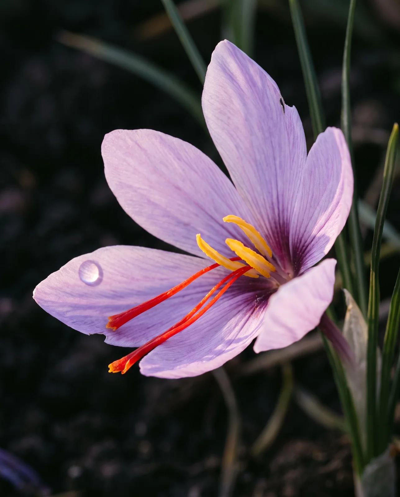 Macro of Crocus sativus saffron bloom showing red stigmas and dewdrop