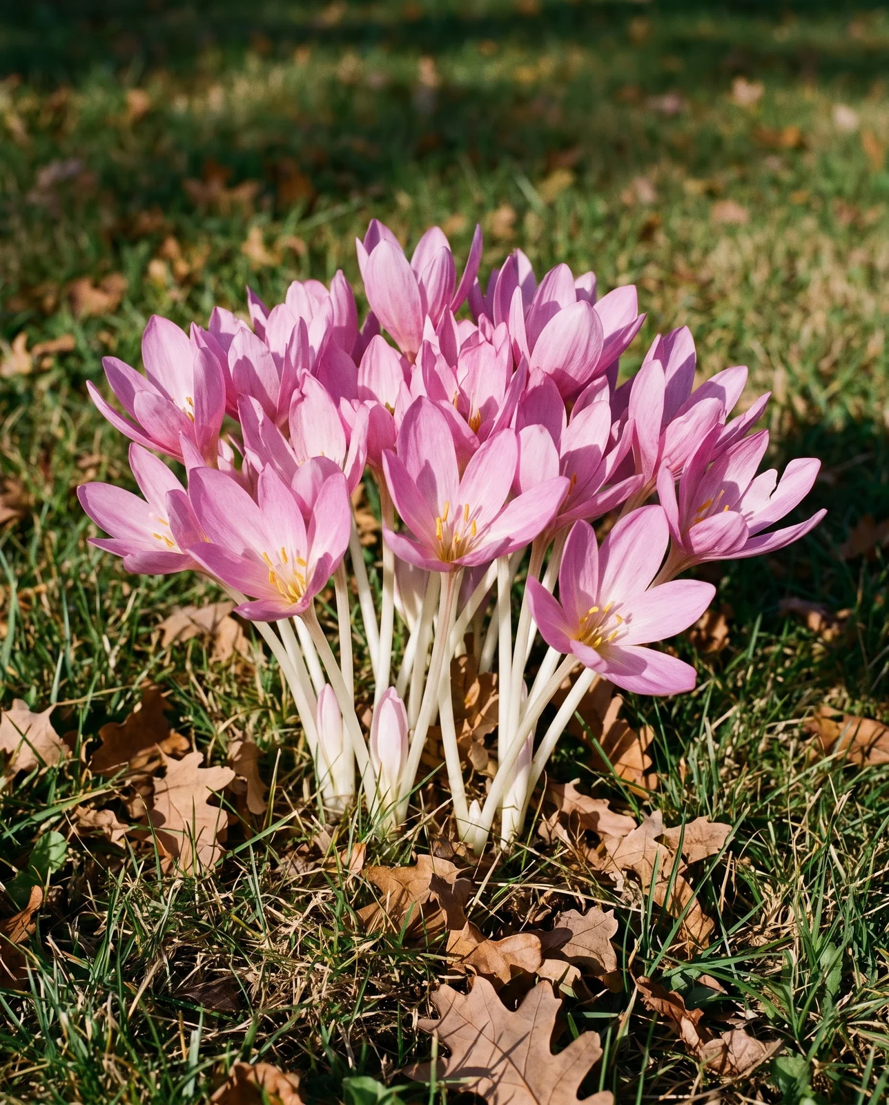 Colchicum autumnale meadow saffron flower showing larger size and thick stem