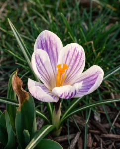Striped Dutch hybrid crocus flower fully open in front yard border
