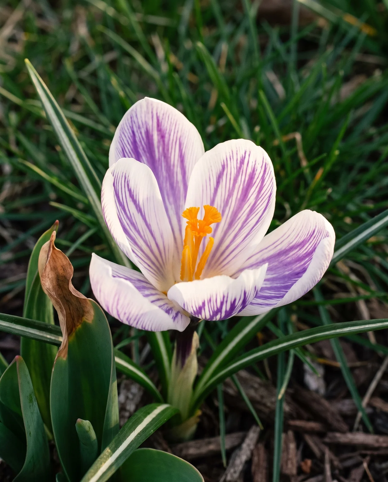 Striped Dutch hybrid crocus flower fully open in front yard border