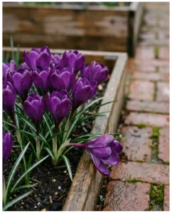Violet Dutch hybrid crocus petals covered in raindrops in raised bed