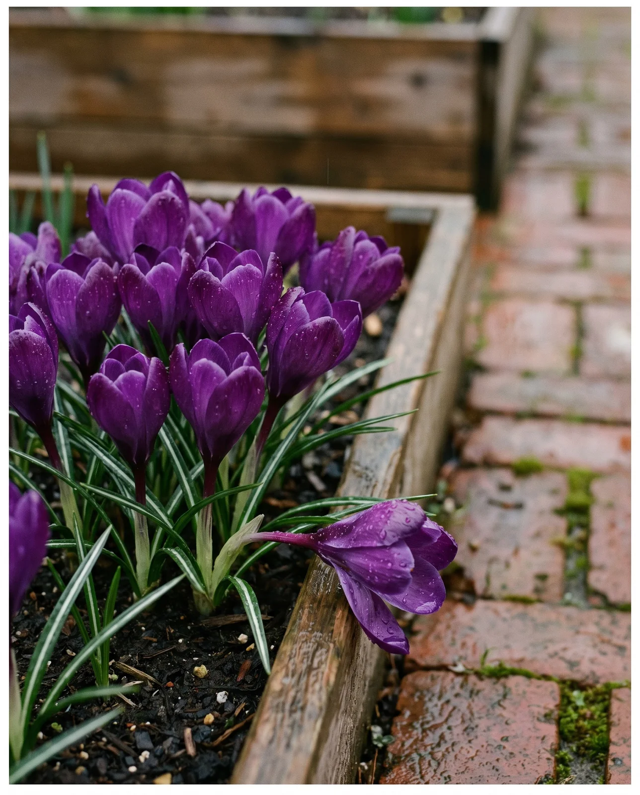 Violet Dutch hybrid crocus petals covered in raindrops in raised bed