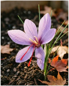 Crocus sativus saffron flower with red stigmas on autumn terrace