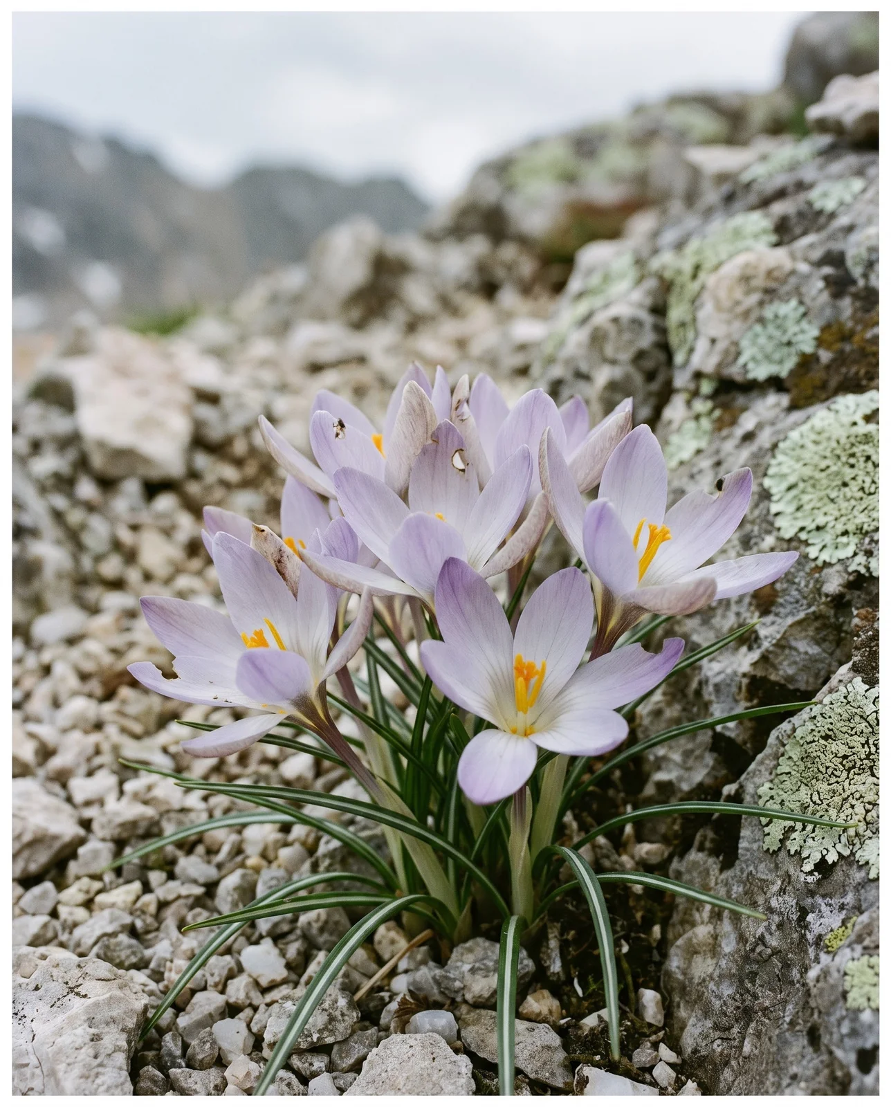 Crocus tommasinianus flowers blooming among lichen-covered stones in a rock garden