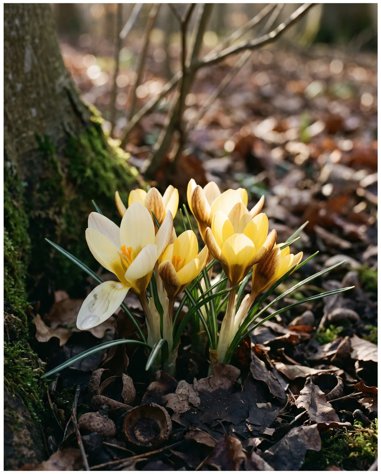 Golden-yellow Crocus chrysanthus blooming in damp woodland leaf litter