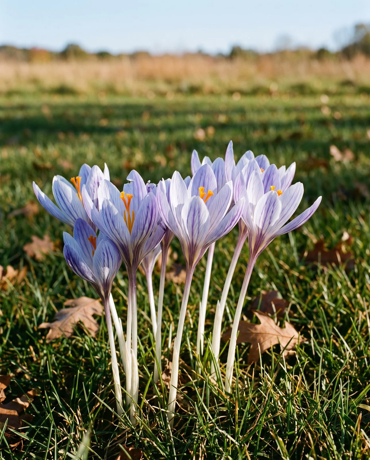 Crocus speciosus pale lavender autumn flowers blooming on meadow lawn edge