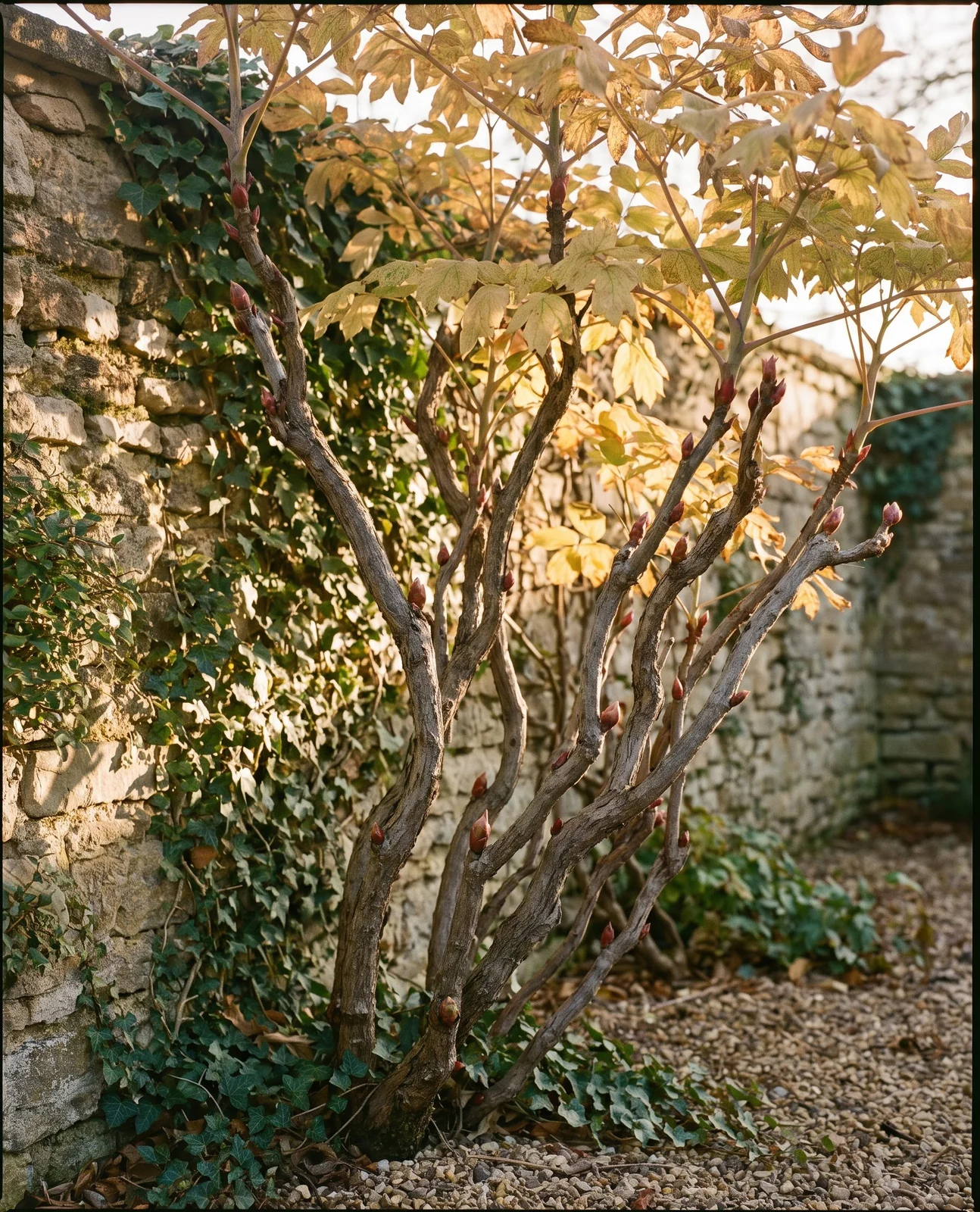 Woody tree peony shrub standing intact with autumn foliage against stone wall