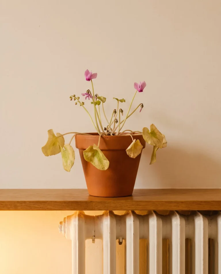 Cyclamen with yellowing leaves and stalled buds on a shelf above a heating radiator