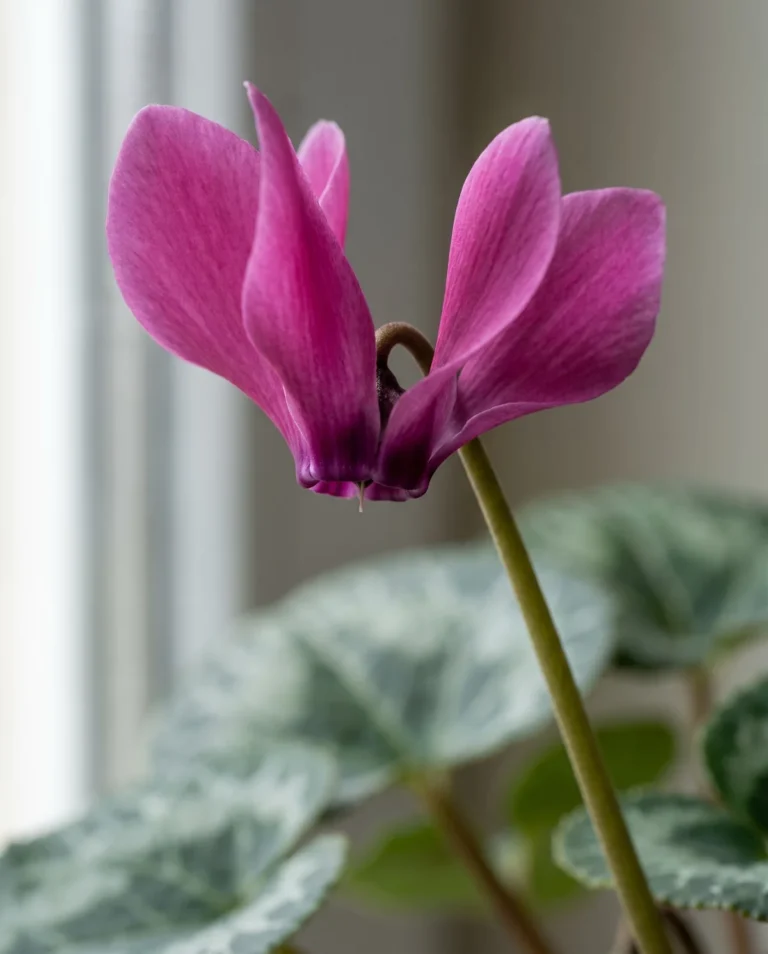 Close view of a cyclamen flower with five twisted petals swept sharply backward
