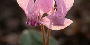 Macro of twisted cyclamen petals in backlight showing their fine texture