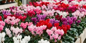 Garden center bench filled with cyclamen in white, pink, red and purple
