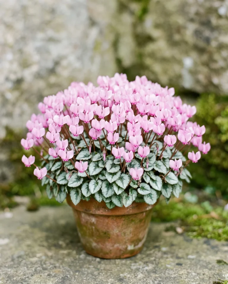 Miniature cyclamen with thumbnail-sized flowers in a small pot