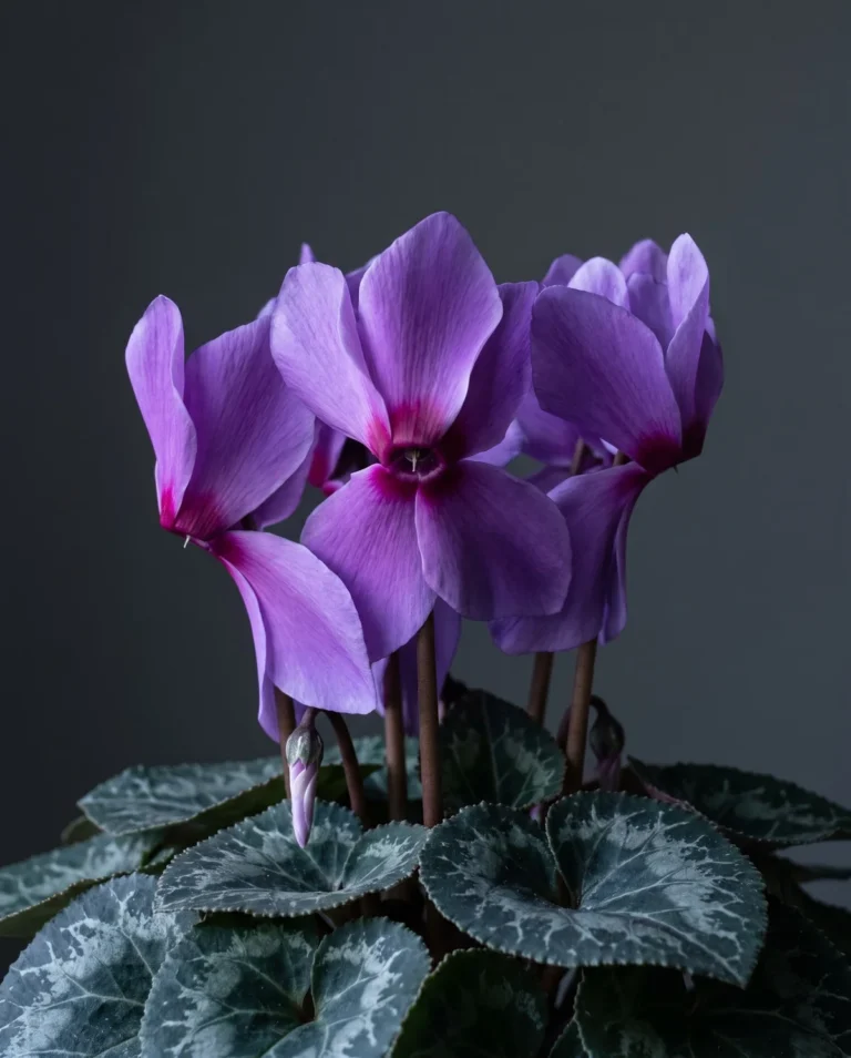 Violet-purple large-flowered florist cyclamen