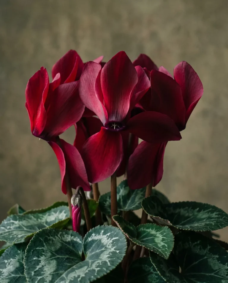 Deep red large-flowered florist cyclamen