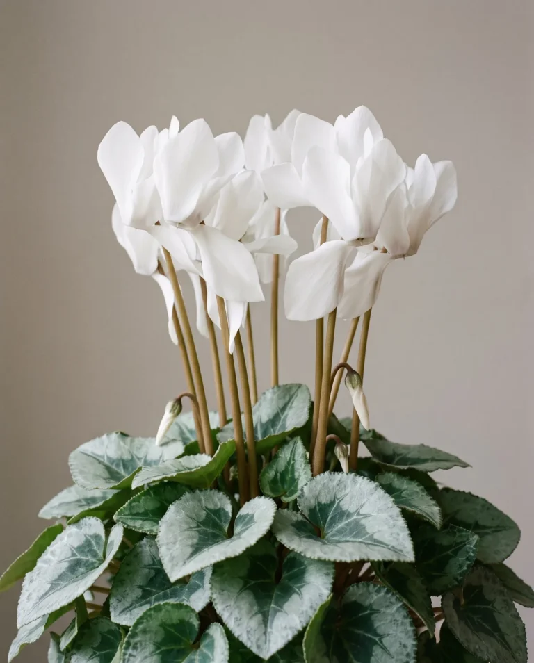 Large-flowered white florist cyclamen in full bloom