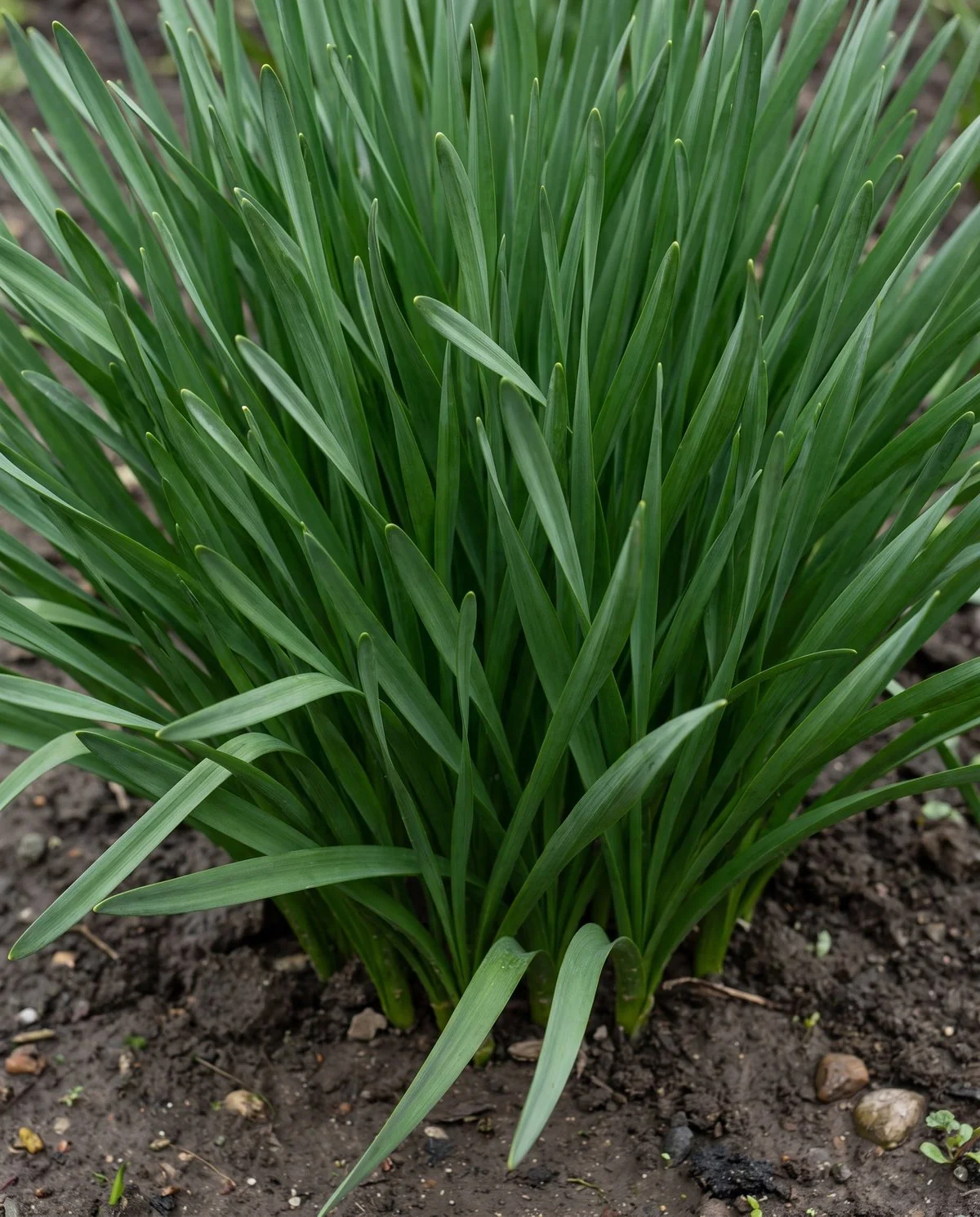 A dense congested clump of daffodil foliage with many leaves crowded together and no flower stalk anywhere