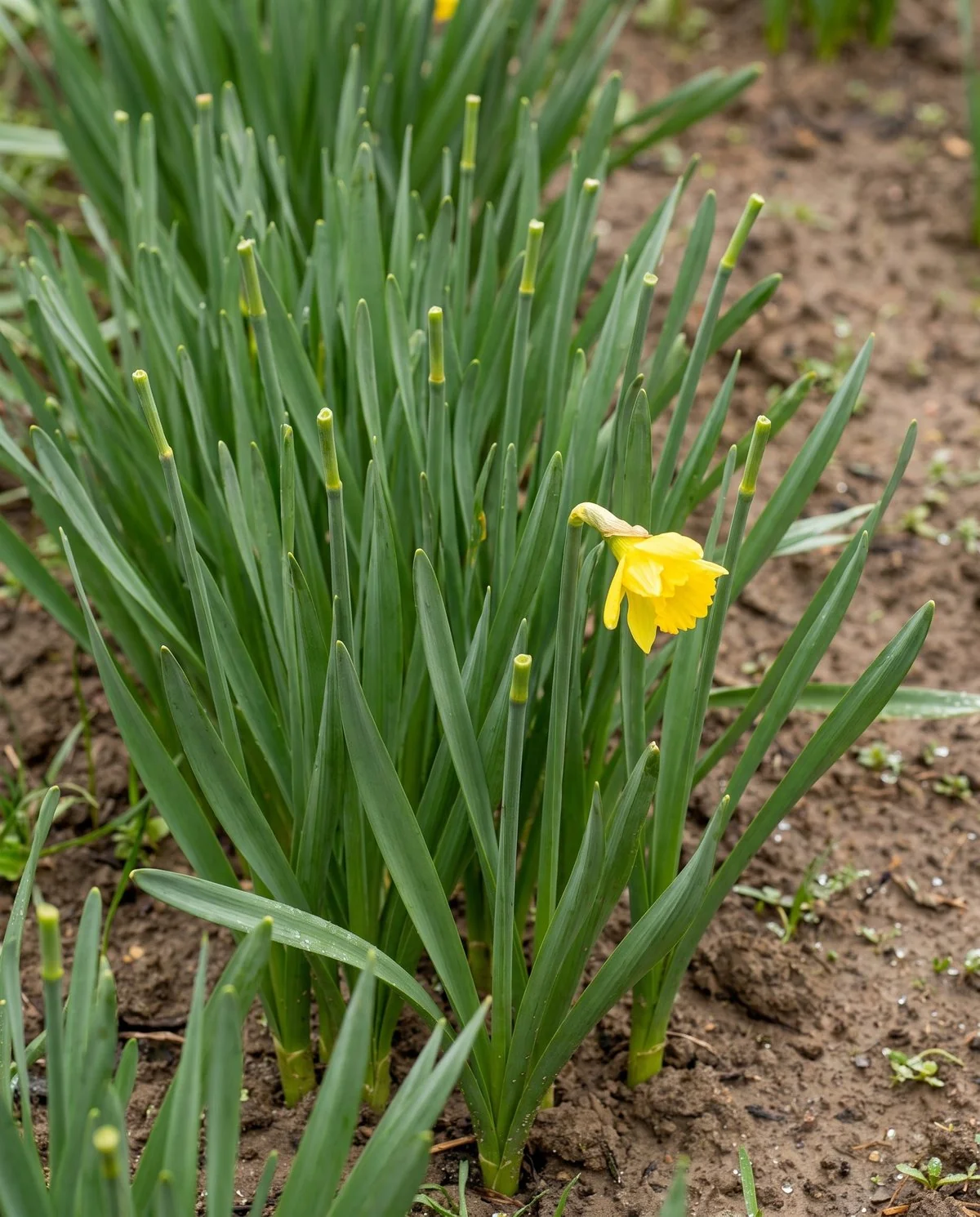 A daffodil bed where flower buds have been bitten off overnight while the strap leaves remain intact
