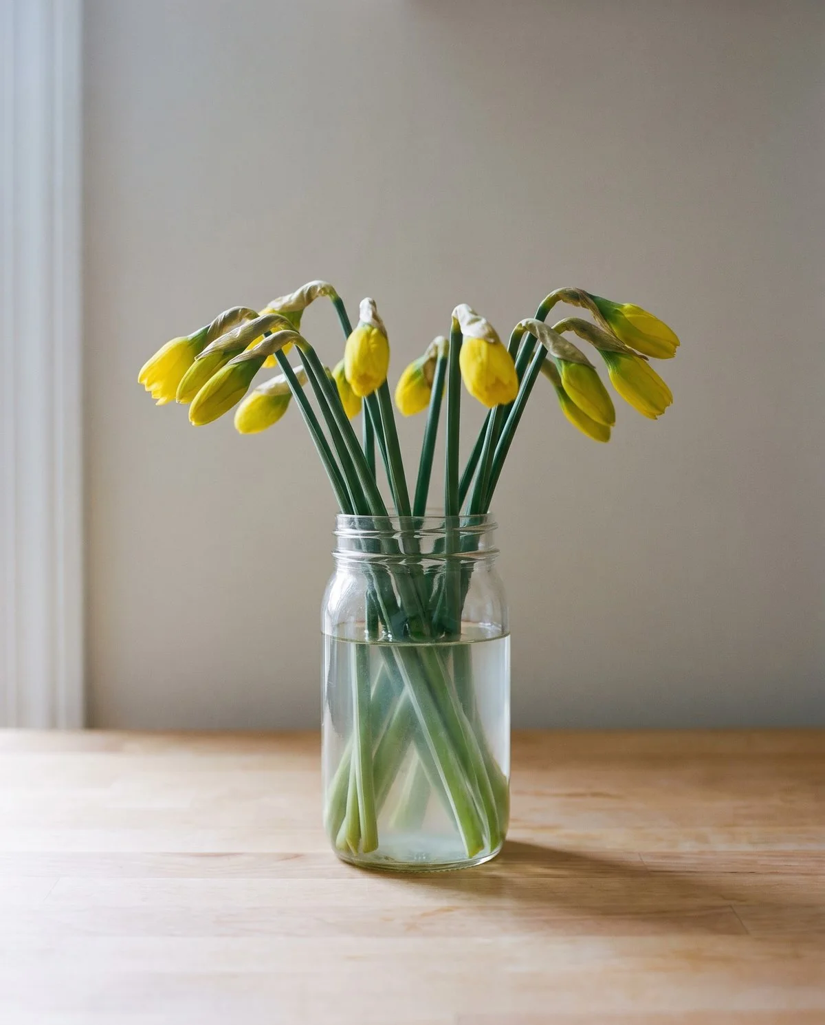 A bunch of cut daffodils standing alone in a plain jar of water, no other flowers in the jar