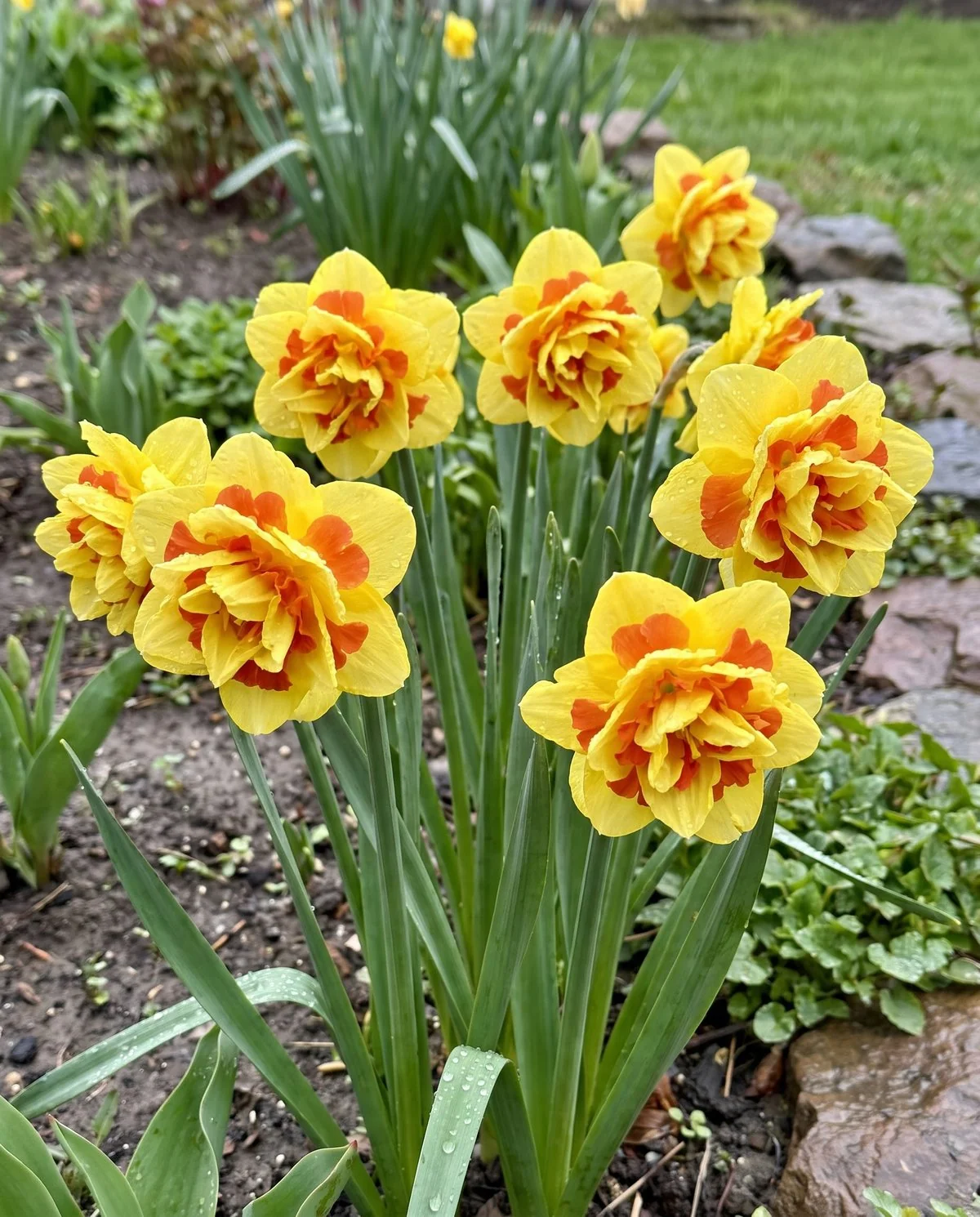 Double daffodils with multiplied ruffled petals like small peonies, standing upright on sturdy stems