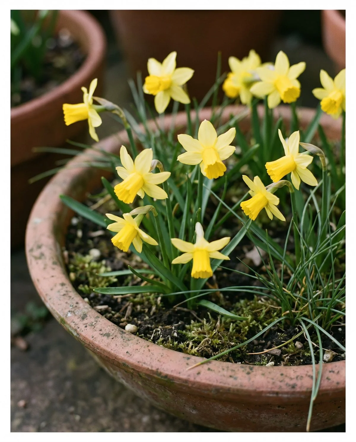 Small dwarf daffodils under six inches tall with blooms less than two inches across, flowering in a pot