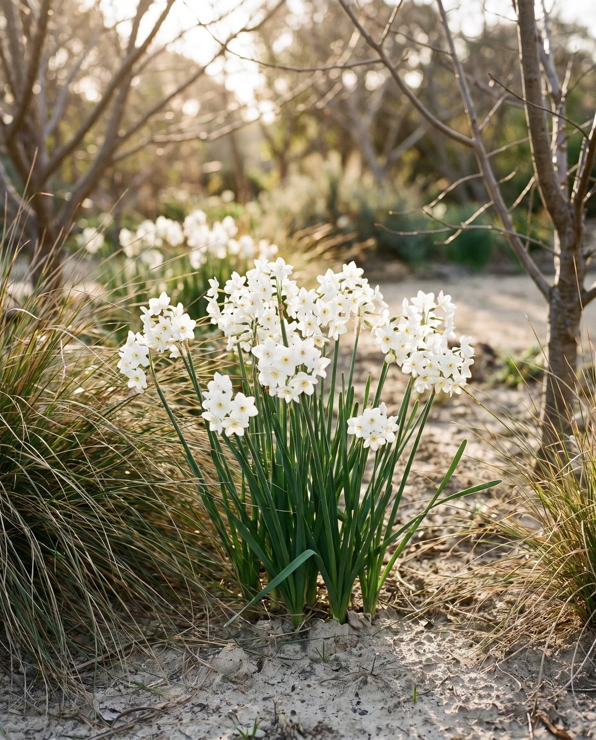 A tazetta narcissus stem carrying a cluster of many small white flowers together