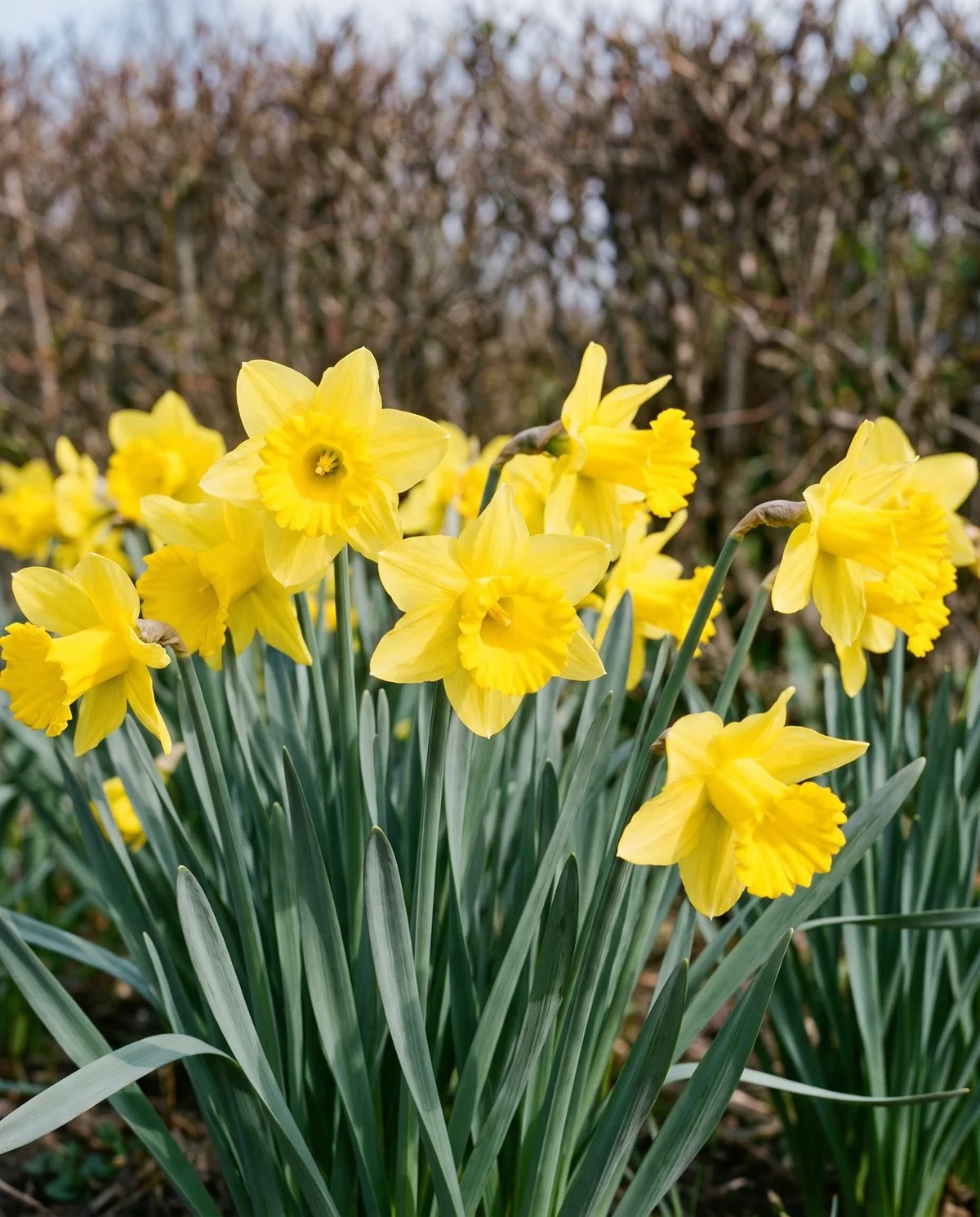 Classic yellow trumpet daffodils, one flower to a stem, flowering in a drift in spring sun