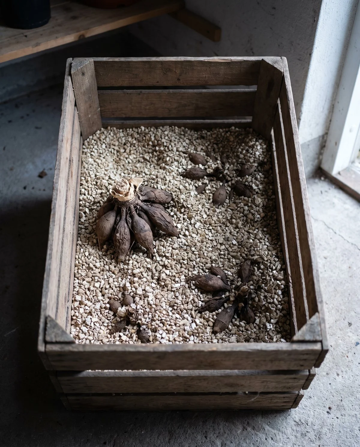 Cured dahlia tubers packed in barely damp coarse vermiculite in an open wooden crate
