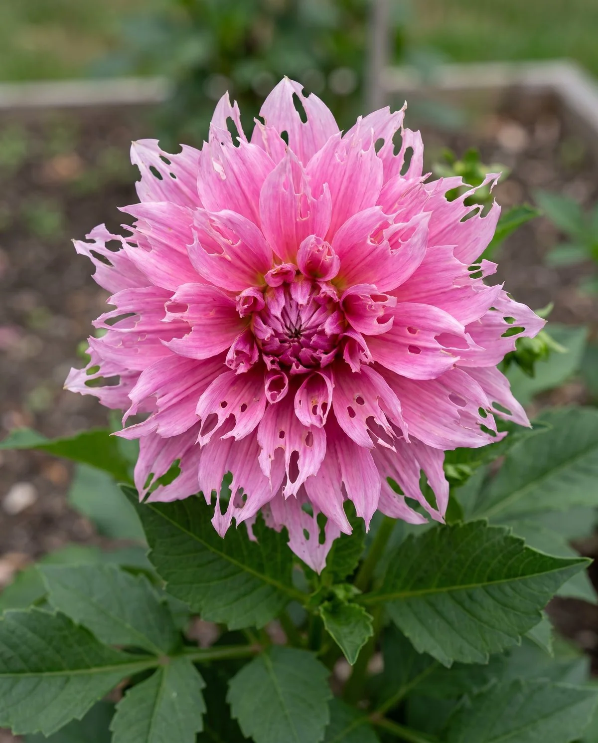 An open dahlia bloom whose petals are shredded into a lacy ragged edge while the leaves below stay whole