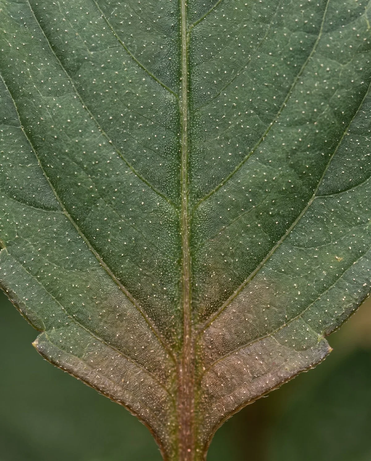 A dahlia leaf covered in fine pale pinprick stippling, with the first bronze cast showing near the base