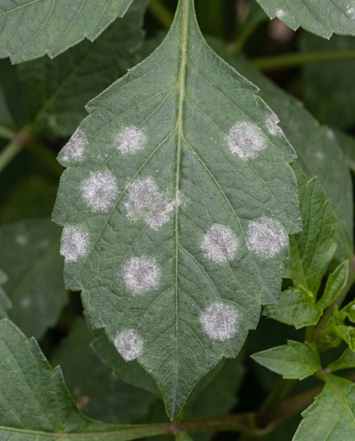 White powdery circular patches sitting on the upper surface of an older dahlia leaf, the leaf itself still flat and undistorted