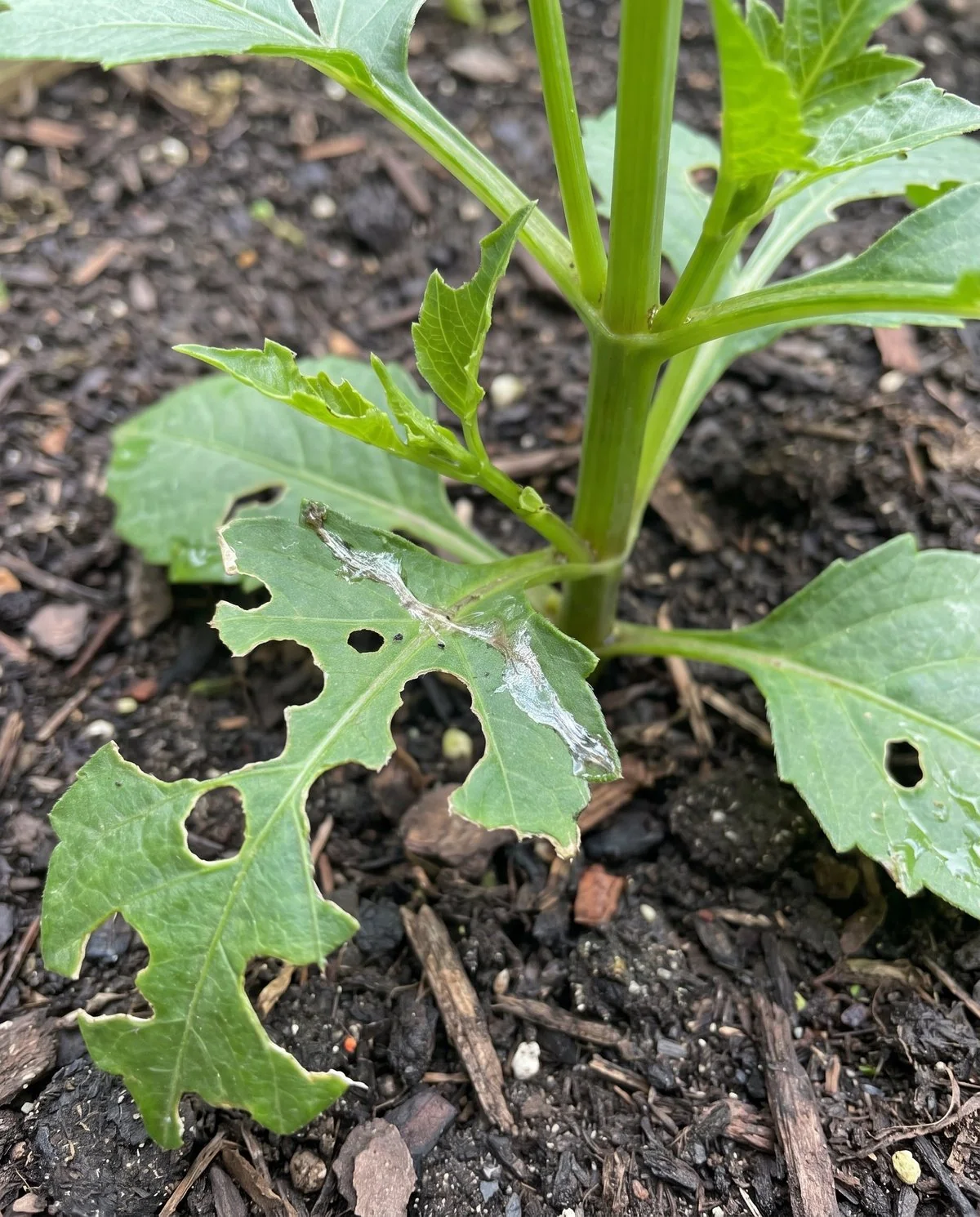 The lowest leaves and a young shoot of a dahlia eaten into irregular jagged holes with a dried silvery trail across one leaf