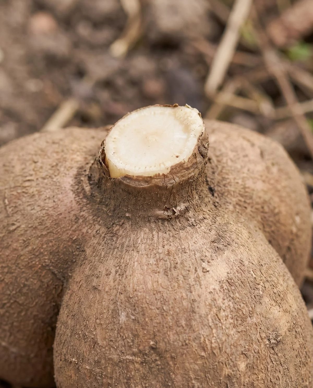 Macro view of a large firm dahlia tuber whose crown is completely smooth, with no bump or sprout anywhere