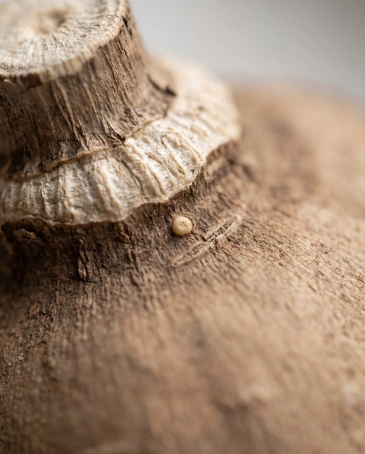 Macro view of a dahlia crown showing a small pale raised bump, the eye, where the neck meets the old stem
