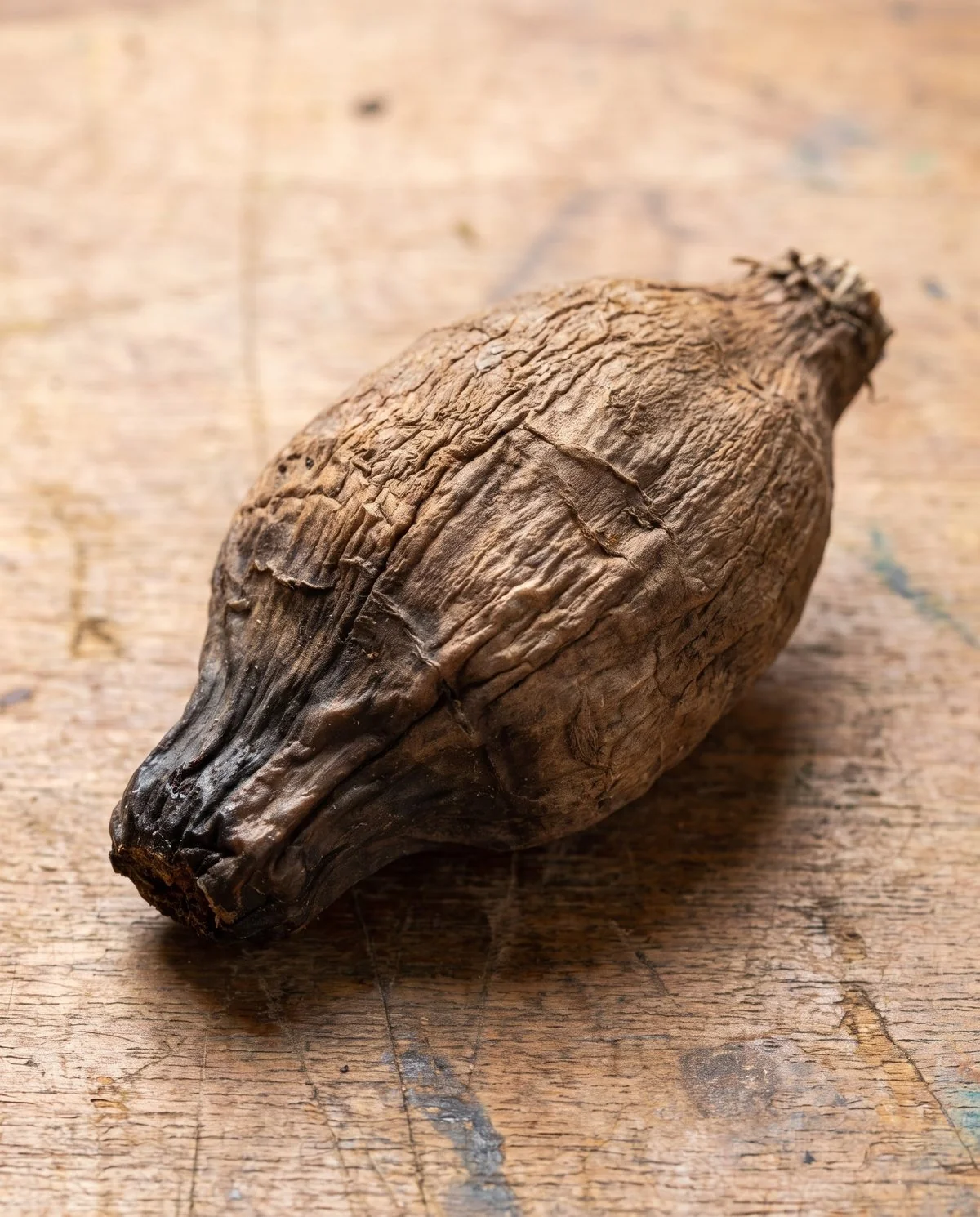 A failed dahlia tuber that has gone dark and collapsed at one end while the rest has wrinkled