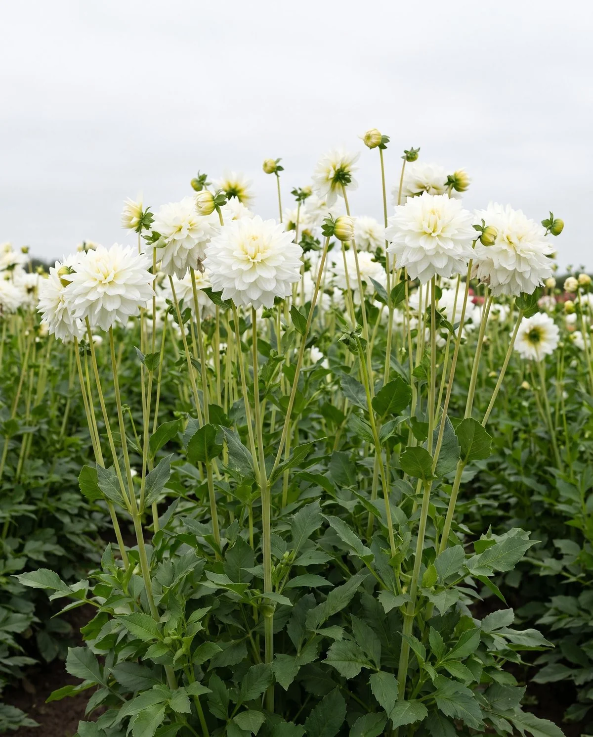 Pure white decorative dahlias on unusually long stems standing in a trial row
