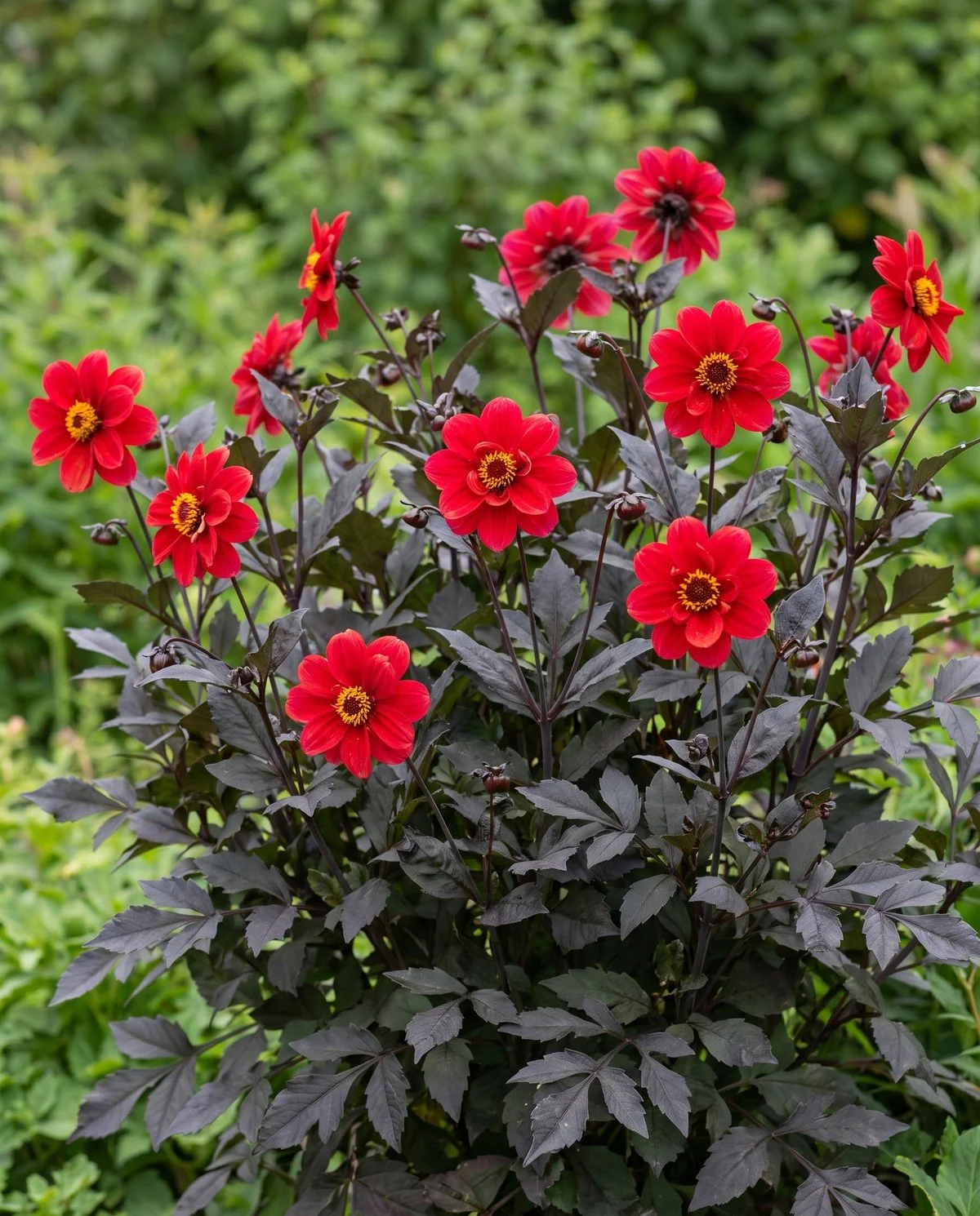 Scarlet open-centered Bishop of Llandaff dahlias above near-black bronze foliage