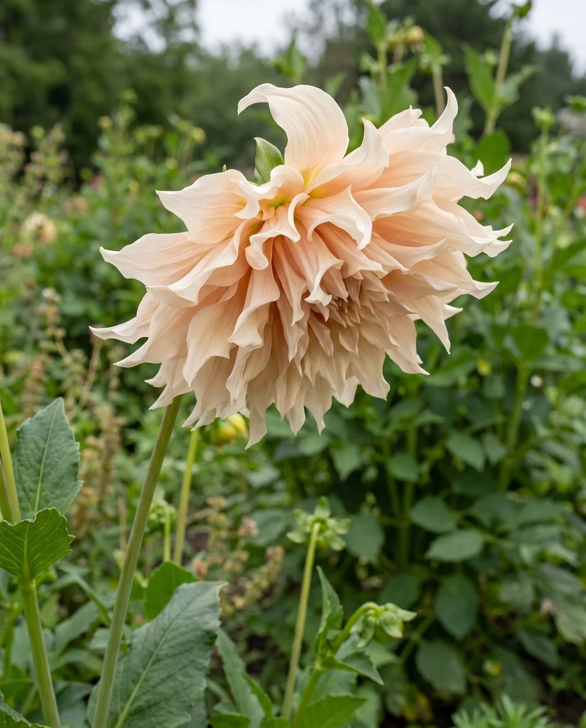 A single huge Cafe au Lait dahlia in creamy blush, its informal petals twisting and curling at the tips