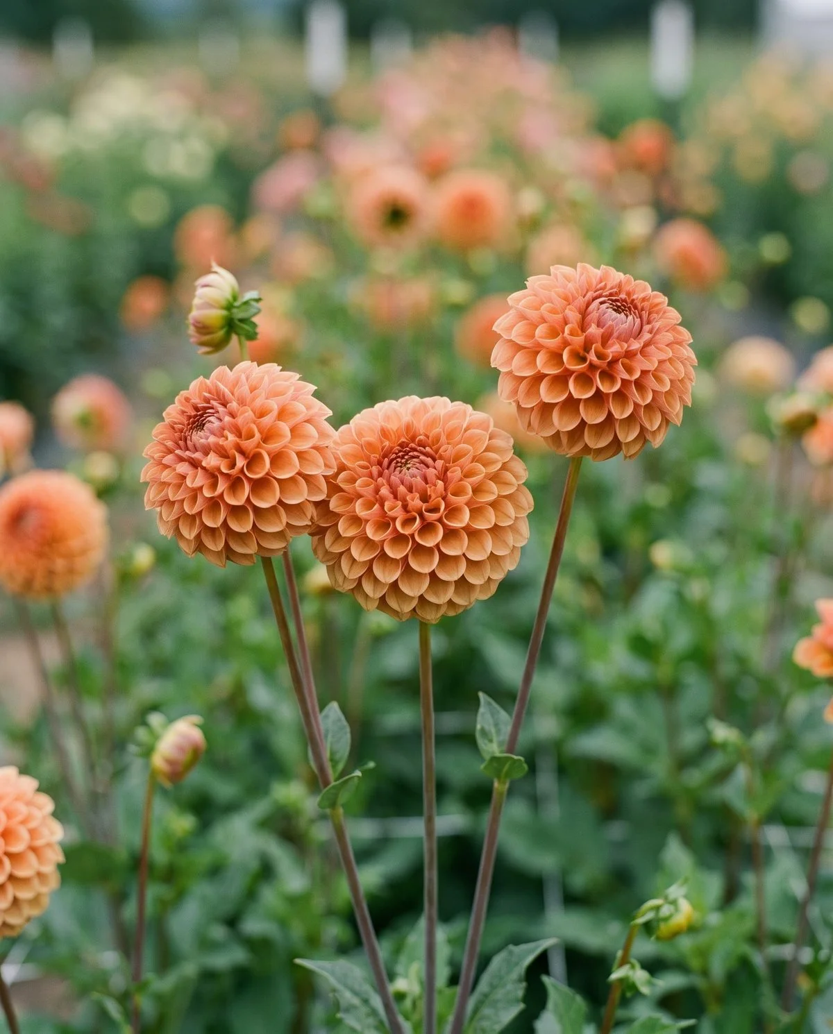 Bronze-apricot ball dahlias, densely packed globes on straight stems in a cutting bed
