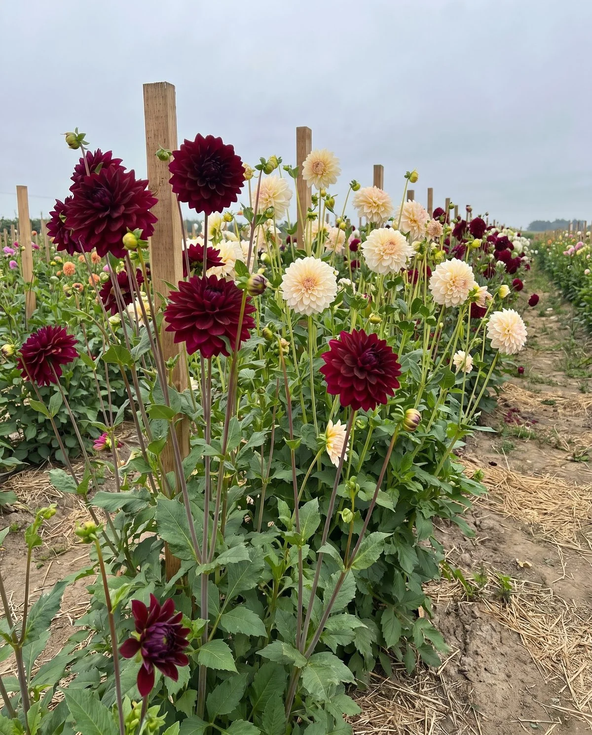 Karma dahlias cut for the vase, decorative blooms in wine and cream on long straight stems
