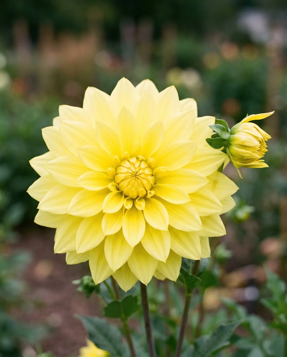 A giant golden yellow Kelvin Floodlight dahlia with broad flat regular petals opening in full sun