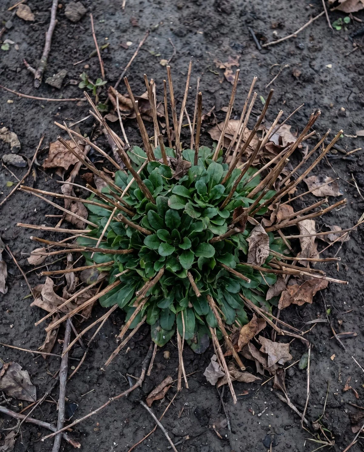 Brown dead top growth cut away above a firm green basal rosette of daisy leaves at the crown